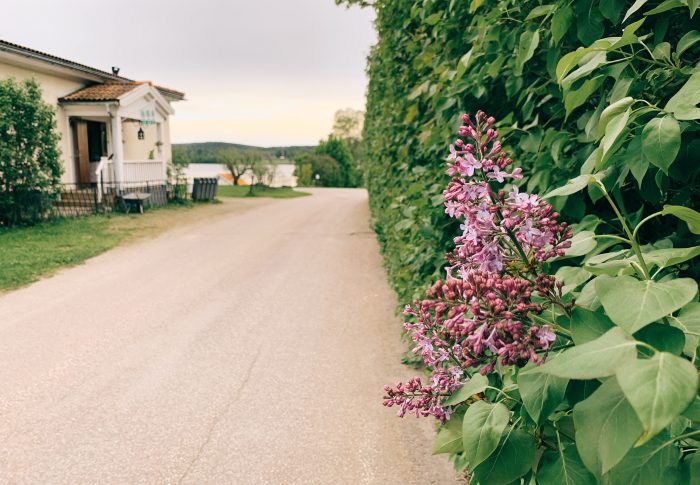 Frågor i syrenens tid