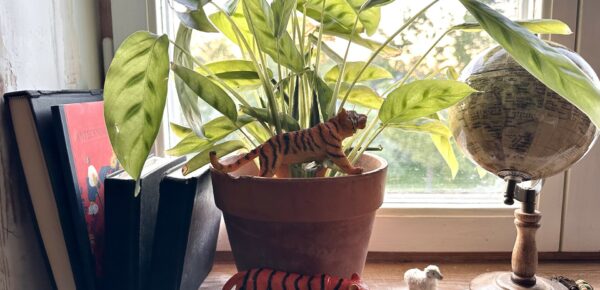 Det ryms en tigerforskare i mig